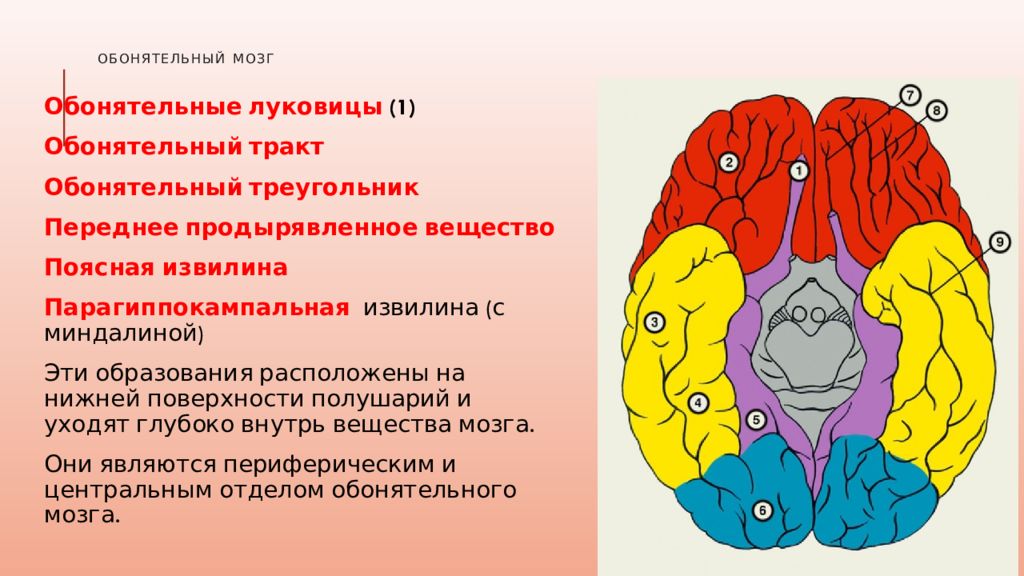 Обонятельный мозг презентация