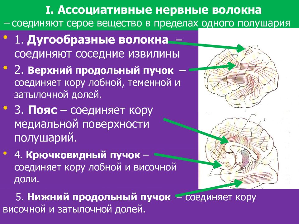 Проводящие волокна мозга. Ассоциативные нервные волокна. Верхний продольный пучок в головном мозге. Ассоциативные и комиссуральные волокна. Ассоциативные пучки головного мозга.