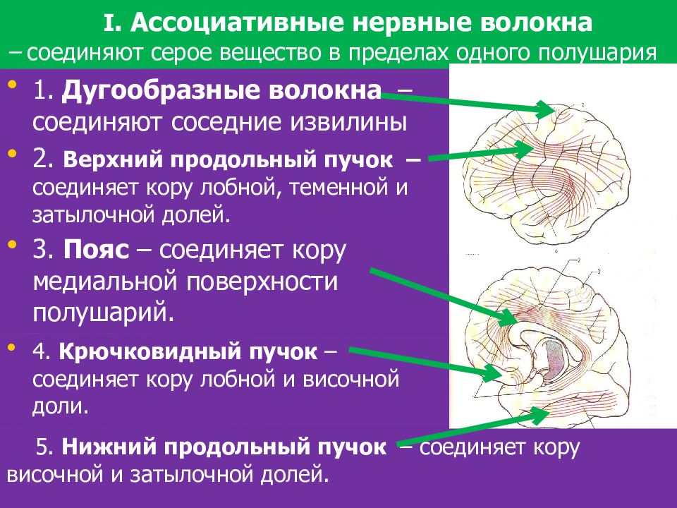 Волокна мозга. Ассоциативные нервные волокна. Ассоциативные проекционные комиссуральные. Ассоциативные волокна головного мозга. Длинные ассоциативные волокна головного мозга.