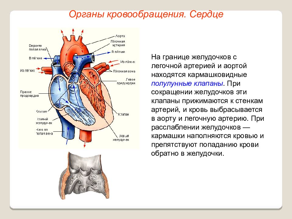 Правое предсердие аорта левый желудочек легкие левое. Клапан между правым желудочком и легочной артерией. Строение сердца. Сердце орган кровообращения. Полулунные аортальные клапаны.