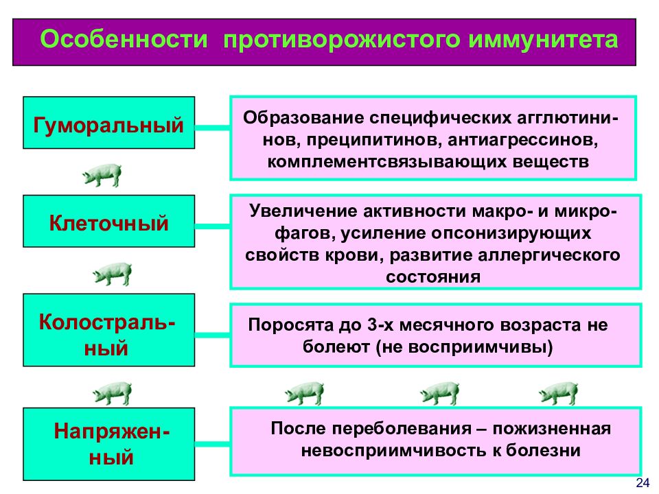 Схема лечения рожи свиней