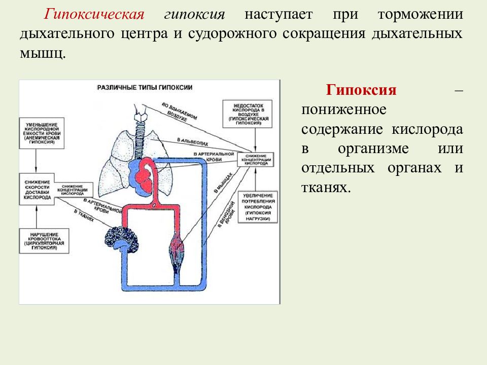 Дыхательный тип гипоксии. Стимуляция дыхательного центра при гипоксии. Дыхательная гипоксия схема. Гипоксическая гипоксия. Адаптация к гипоксии.