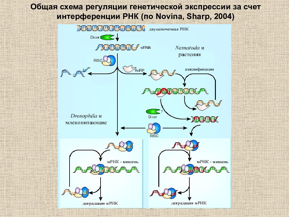 Рнк интерференция. РНК интерференция схема. Схема механизма РНК- интерференции.. Генетическая регуляция. Генетическая регуляция развития.