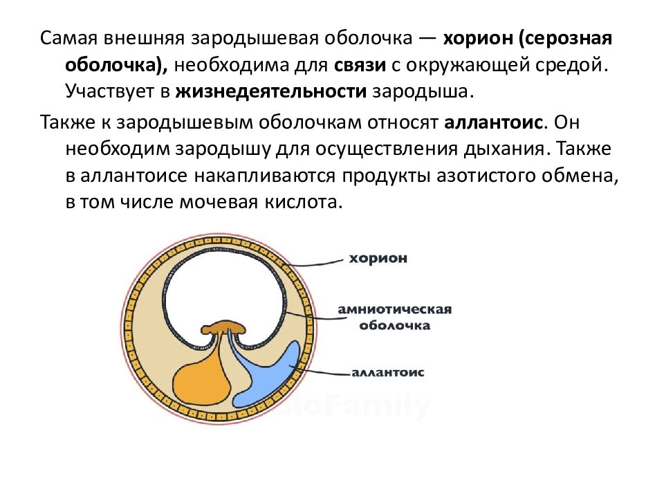 Ароморфозы пресмыкающихся