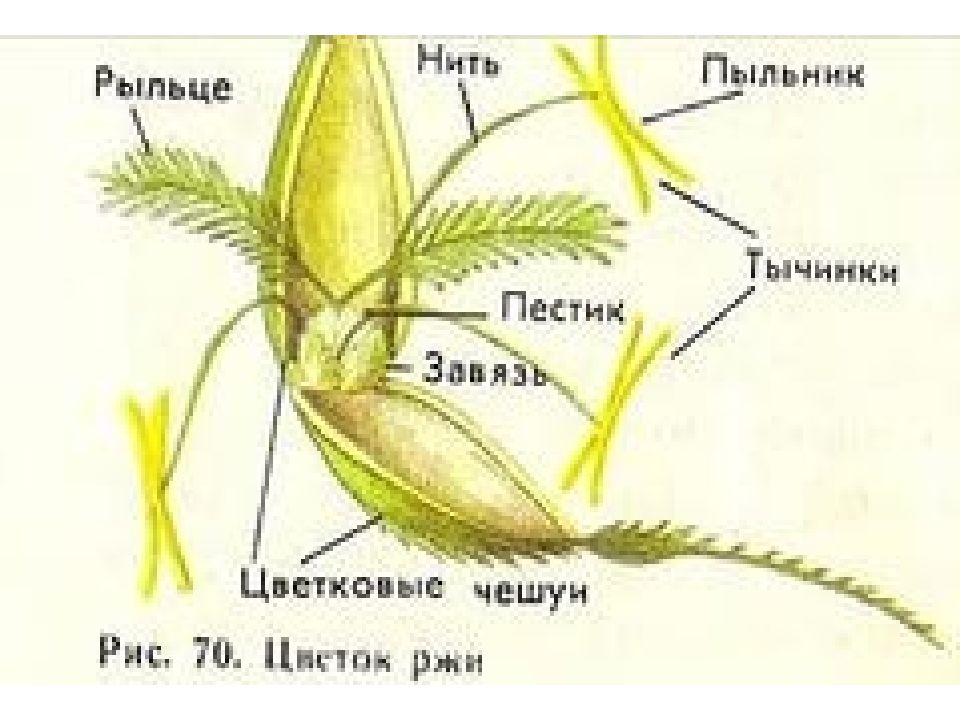 Цветок ржи рисунок