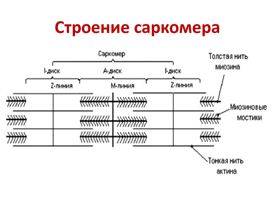 Схема строения саркомера гистология