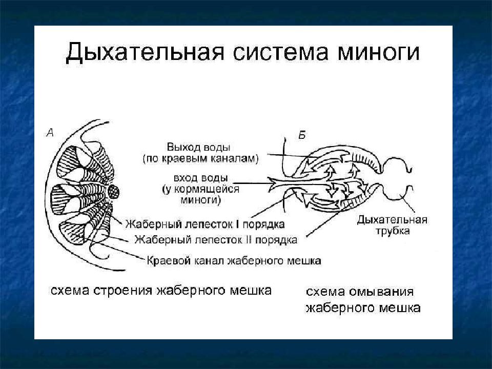 Органы выделения органы дыхания. Строение дыхательной системы миноги. Минога строение пищеварительной системы. Пищеварительная система миноги схема. Дыхательная система миноги схема.