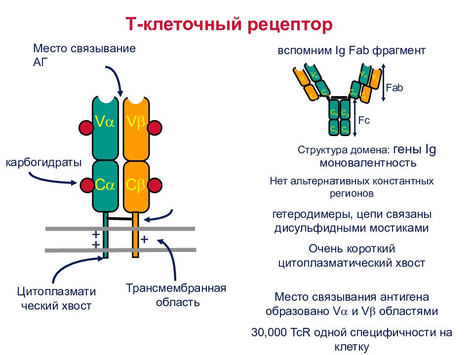 Домены антител. Схема строения TCR рецептора. TCR Рецептор схема. TCR Рецептор строение. Структура т клеточного рецептора.
