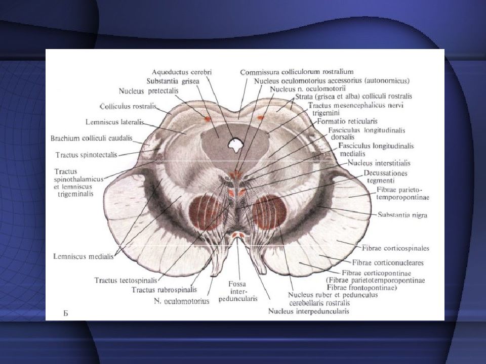 Поперечный срез среднего мозга схема