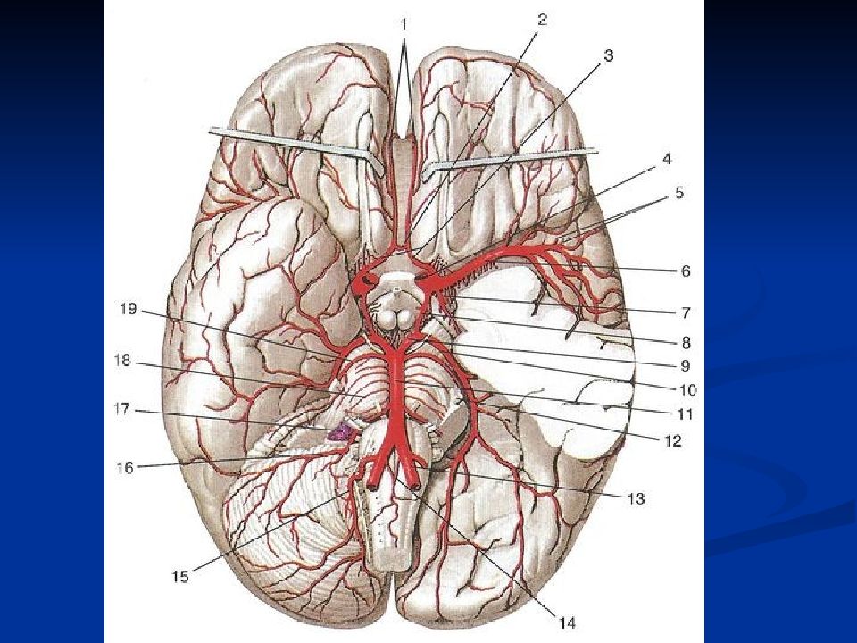 Голова головной мозг шея. Сонная артерия основание черепа. Базилярная артерия головного мозга. Вены и артерии на черепе анатомия. Сонная артерия кровоснабжение головы.