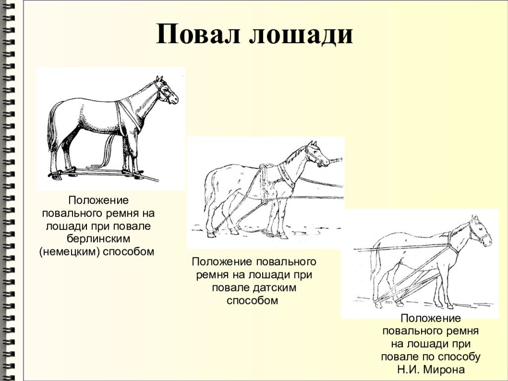 Зафиксируй положение. Методы фиксации и повала лошадей. Белорусский способ повала лошадей. Фиксация лошади русским способом. Повал лошади.