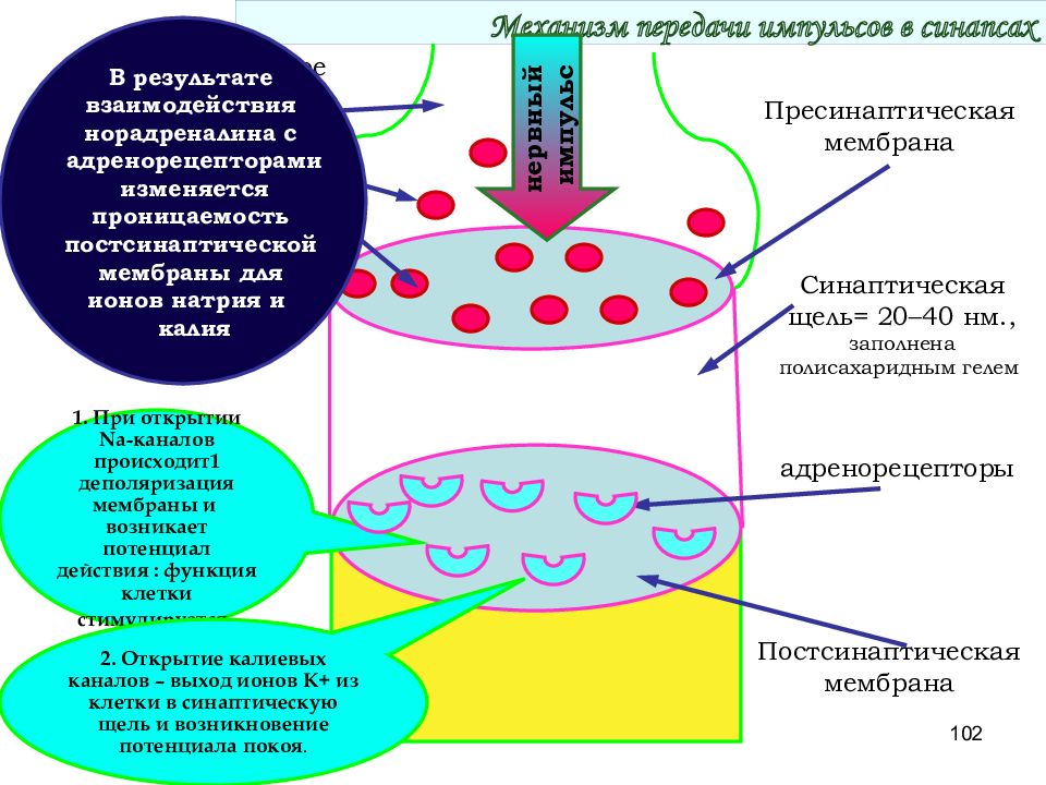 Химический синапс механизм. Схема передачи импульса через синапс. Механизм синаптической передачи нервного импульса через синапс. Механизм передачи нервного импульса в синапсах. Механизм передачи импульса в синапсе.