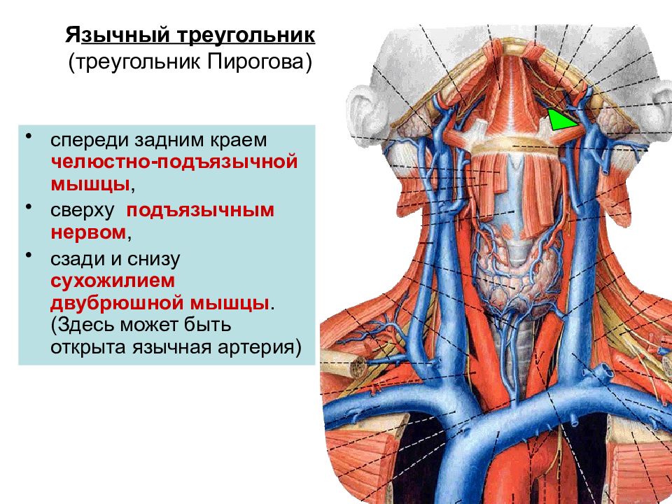 Презентация органы головы и шеи