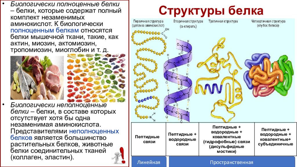 Особенности внутреннего строения белки. Структуры белка. Структура белков таблица. Строение белков. Белки строение.