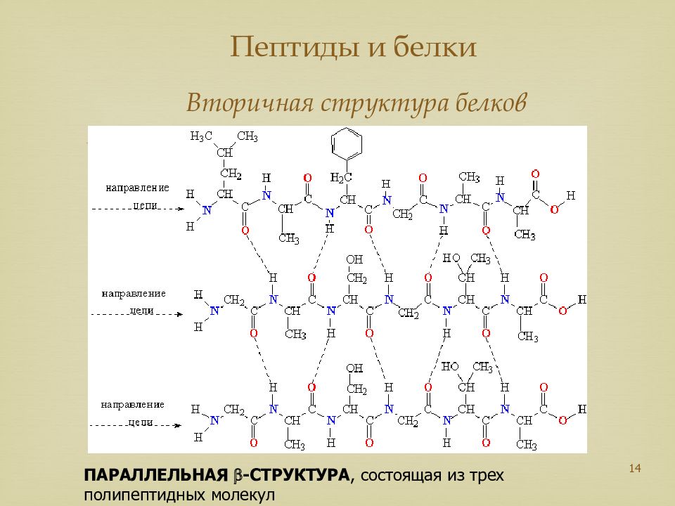 Аминокислоты и белки презентация