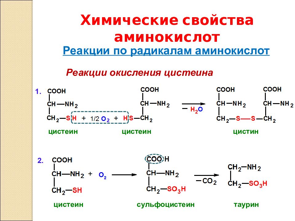 Радикальные связи. Качественные реакции на аминокислоты. Качественная реакция на Амины. Принцип нигидринованной качественной реакции на аминокислоту. Основные свойства Аминов увеличиваются в последовательности.