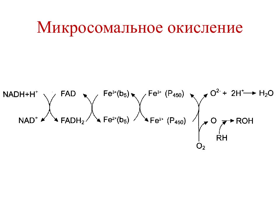 Схема редуктазной цепи окисления в микросомах