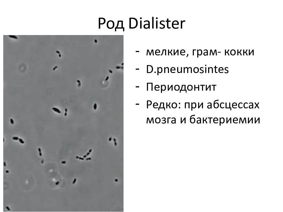 Megasphaera spp veillonella spp dialister spp