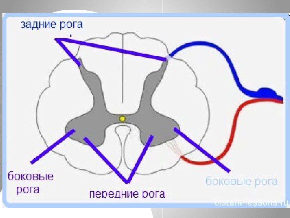 Задний рог мозга. Передние задние и боковые рога спинного мозга. Передние рога и задние рога спинного мозга. Нейроны задних Рогов спинного мозга. Передние рога задние рога боковые рога.