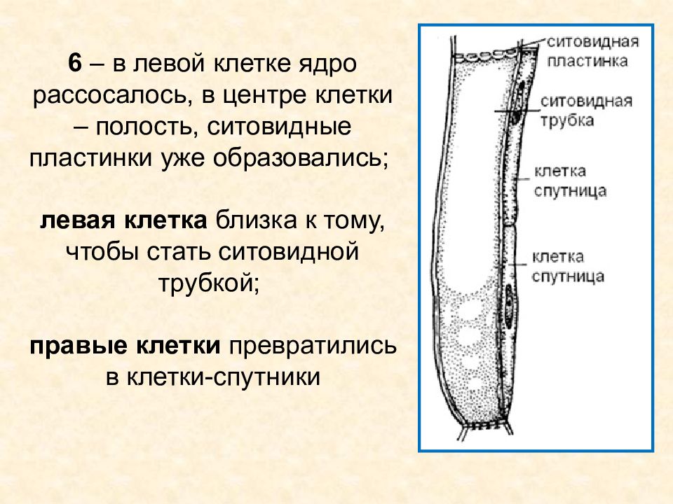 Флоэма ядра. Ситовидные трубки флоэмы. Ситовидные пластинки. Проводящая ткань строение. Сосуды и ситовидные трубки.