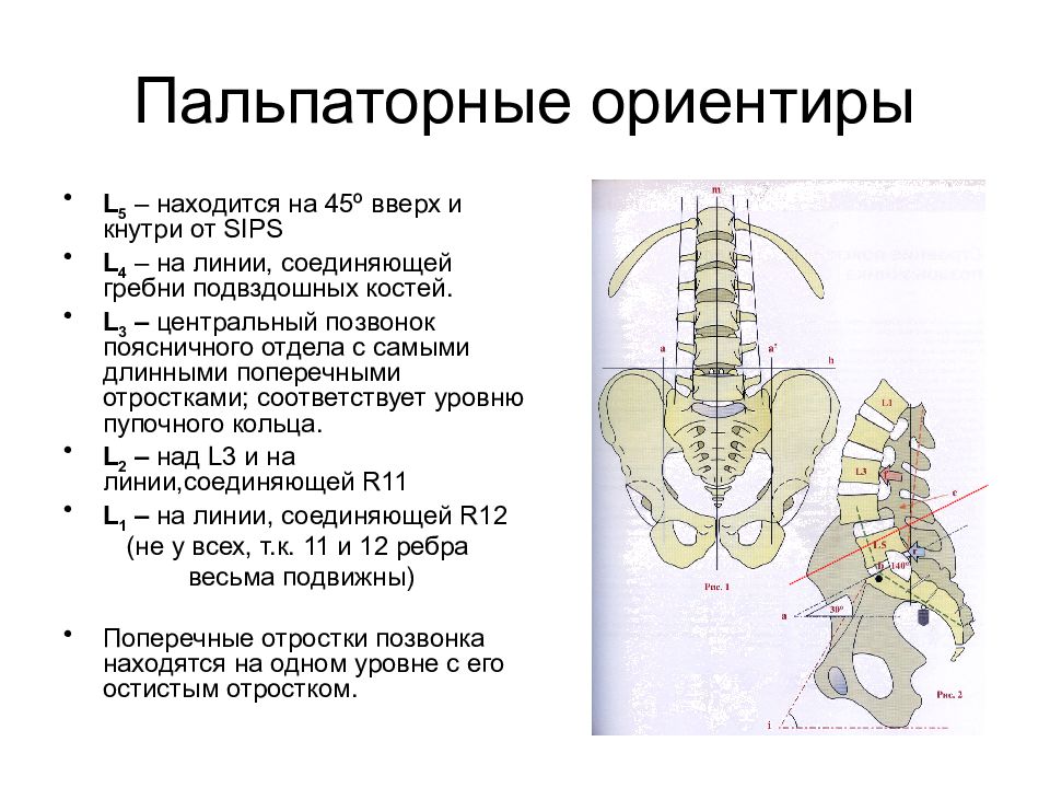 Где находится 4 и 5 позвонок поясничного отдела фото