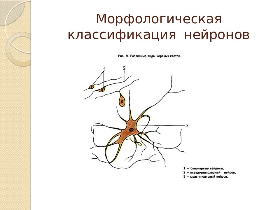 Классификация нейронов. Классификация нейронов нейрология. Классификация нейронов по форме сомы. Классификация нервной системы Нейрон. Морфологическая классификация нейронов
