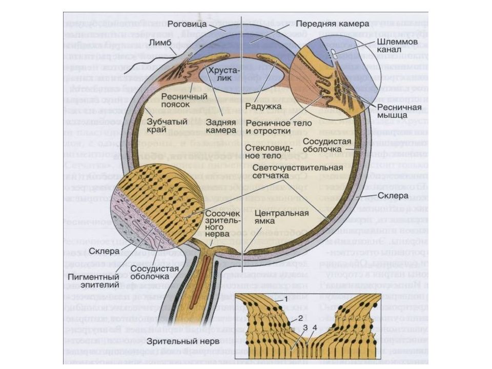 Общий план строения глаза гистология