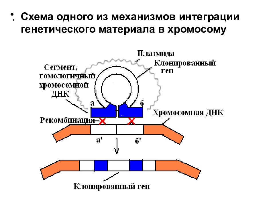 Механизмы интеграции систем. Схема хромосомного механизма образования пола. Биотехнология схема. Интегративный механизм это. Схема интеграции f фактора в хромосомц.