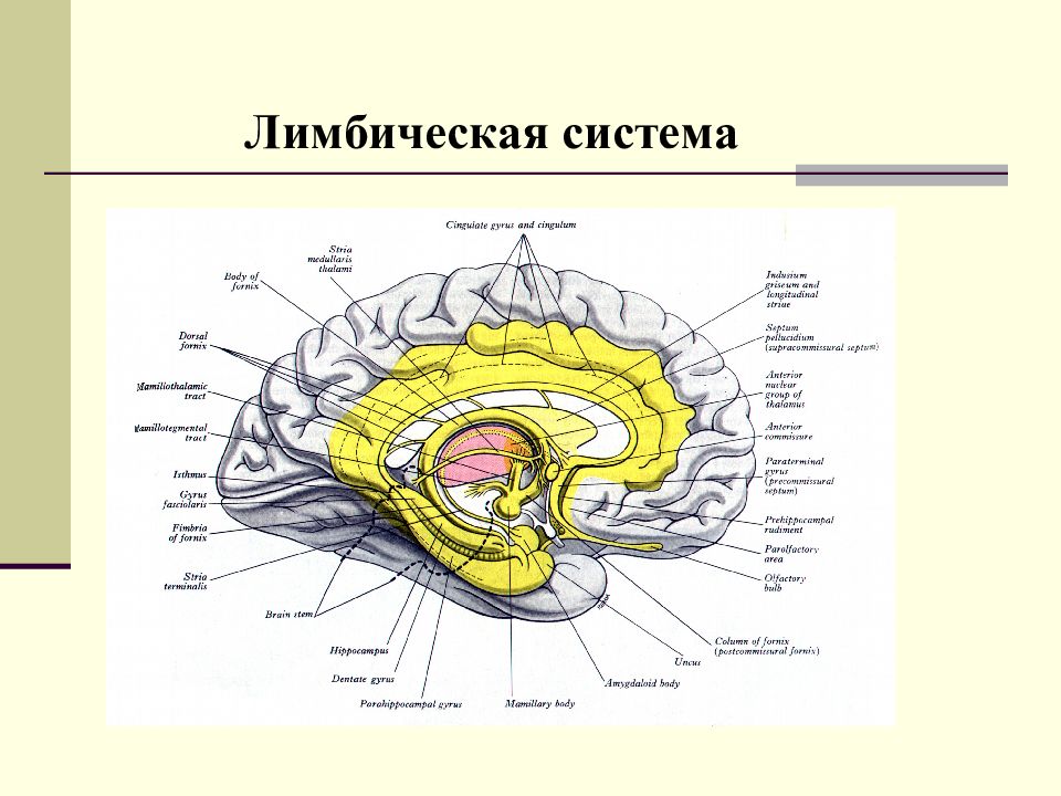 Лимбическая структура мозга. Лимбическая система головного мозга. Функция лимбической системы головного мозга. Лимбическая система строение схема. Структуры лимбической системы головного мозга.