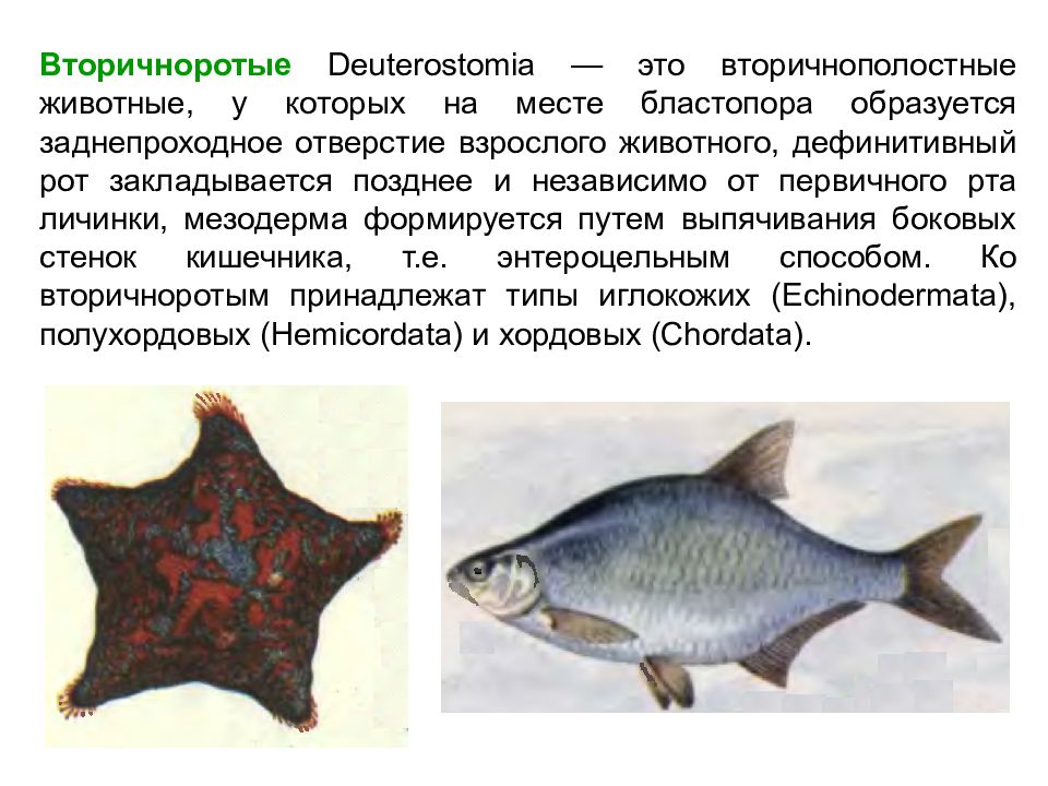 Вторичноротая. Вторичнополые. Вторичноротые. Вторичноротые животные. Вторичные животные примеры.