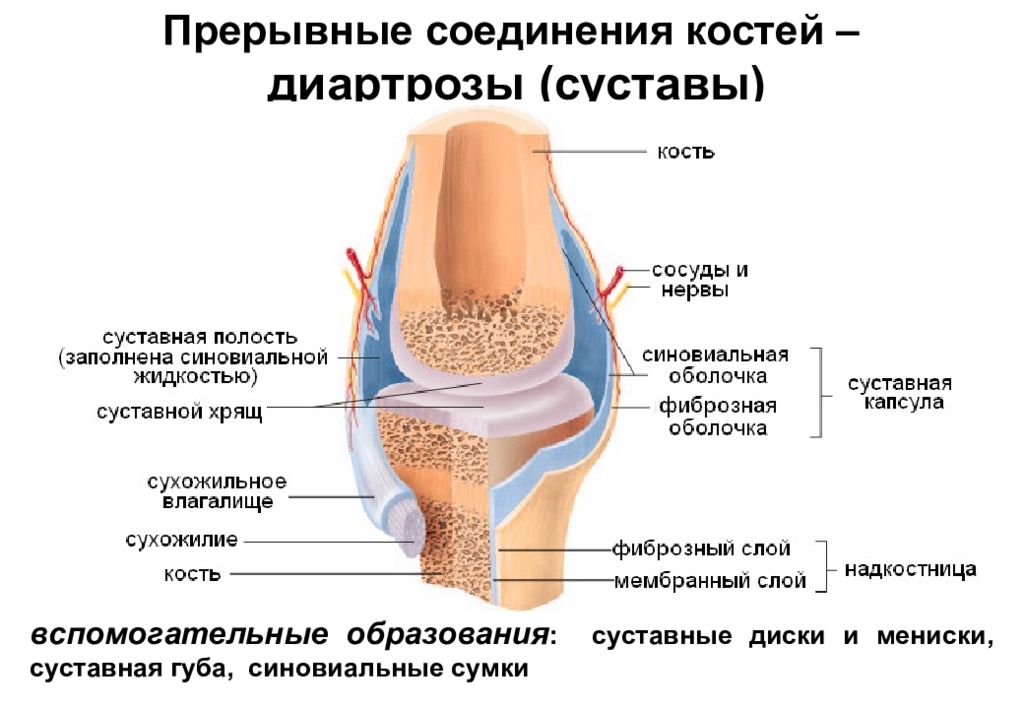 Основные элементы сустава схема