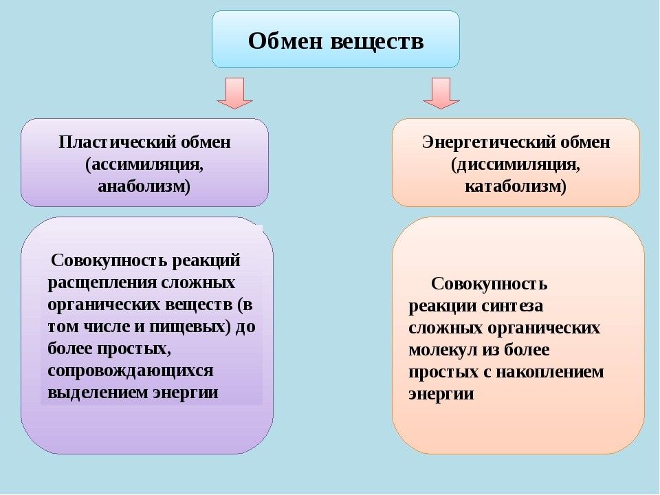 Обмен веществ и энергии фото