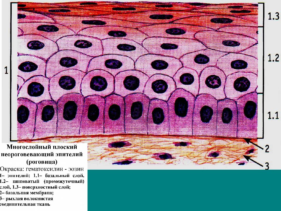 Многослойный неороговевающий эпителий рисунок