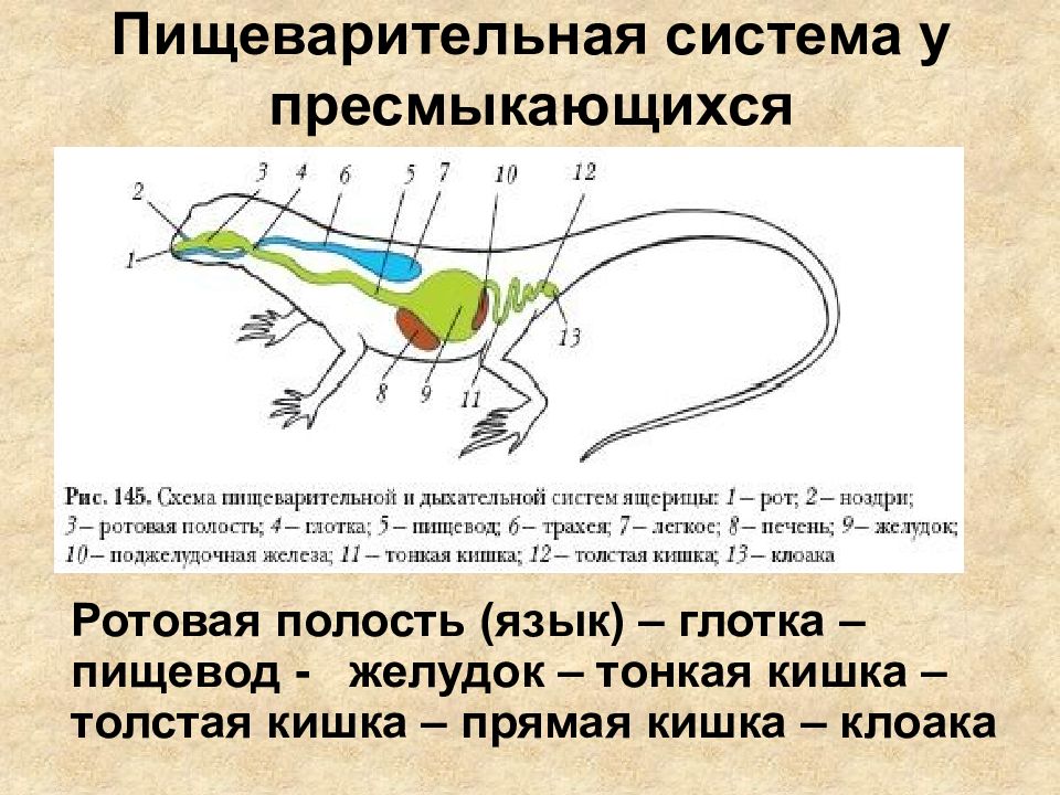 Схема строения пищеварительной системы пресмыкающихся