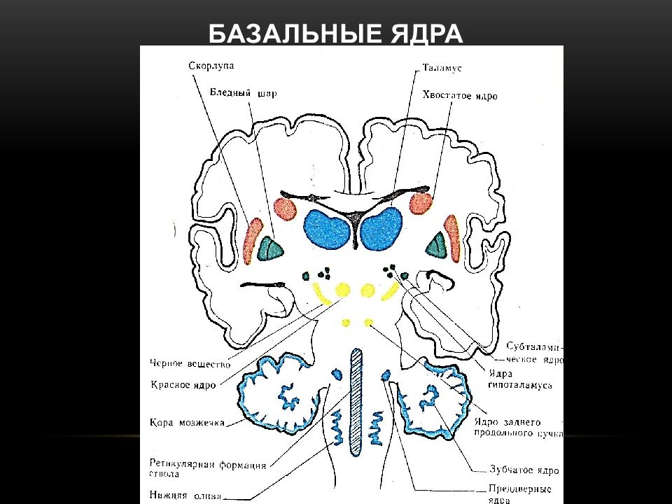 Экстрапирамидная система неврология презентация