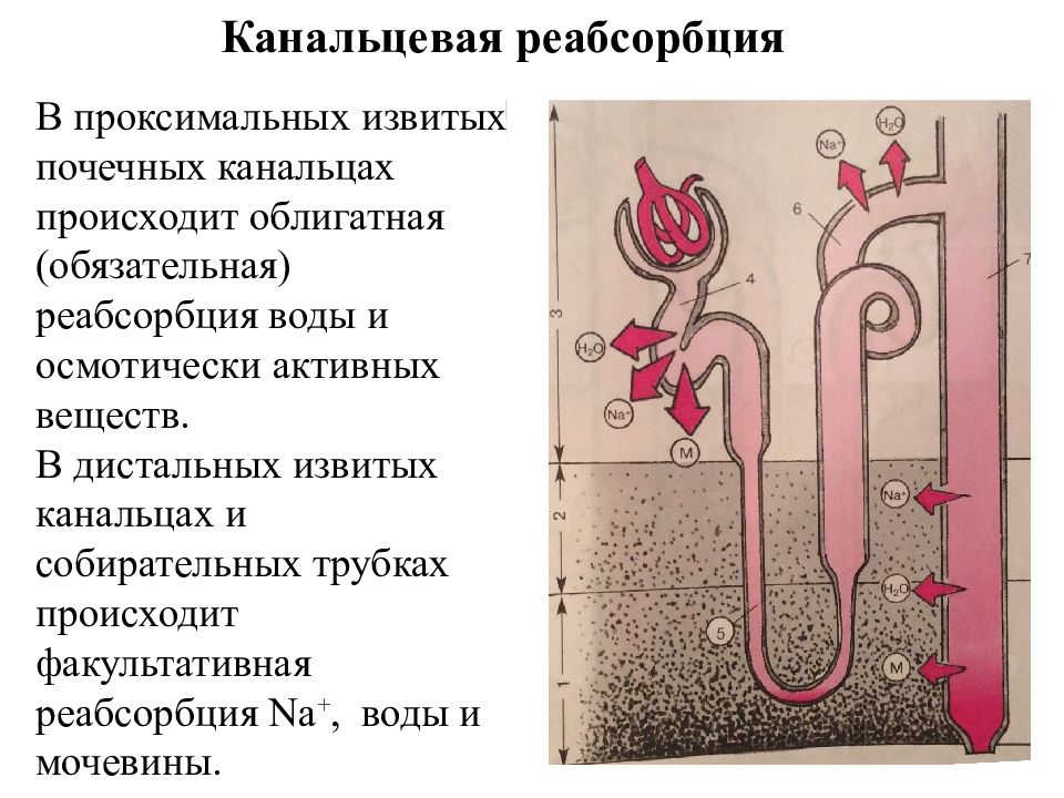 Абсорбция и реабсорбция образование мочи презентация 10 класс