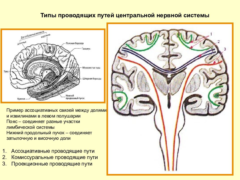 Проводящие пути цнс рисунки