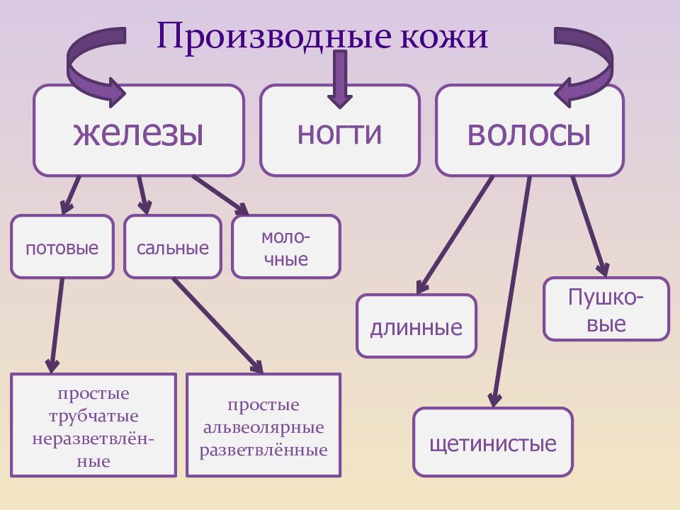 Волосы и ногти презентация 3 класс