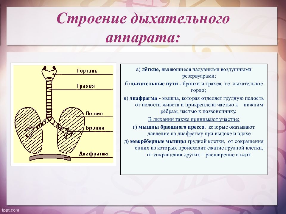 Строение дыхания. Строение дыхательного аппарата. Дыхательный аппарат анатомия.