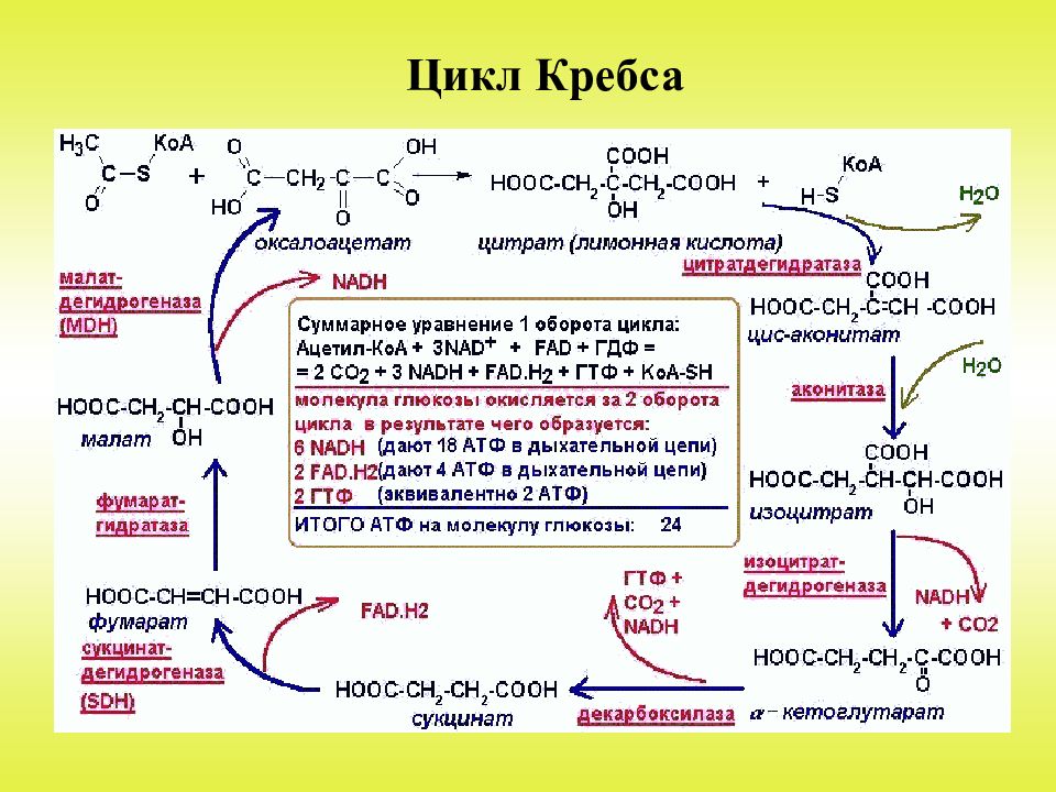 Аккумулированная атф. Цикл Кребса этапы биохимия. Промежуточные метаболиты цикла Кребса таблица. Цикл трикарбоновых кислот цикл Кребса 10 класс. Окисление ПВК цикл Кребса.