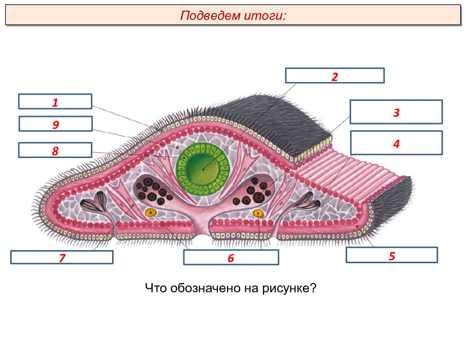 Черви вариант 1