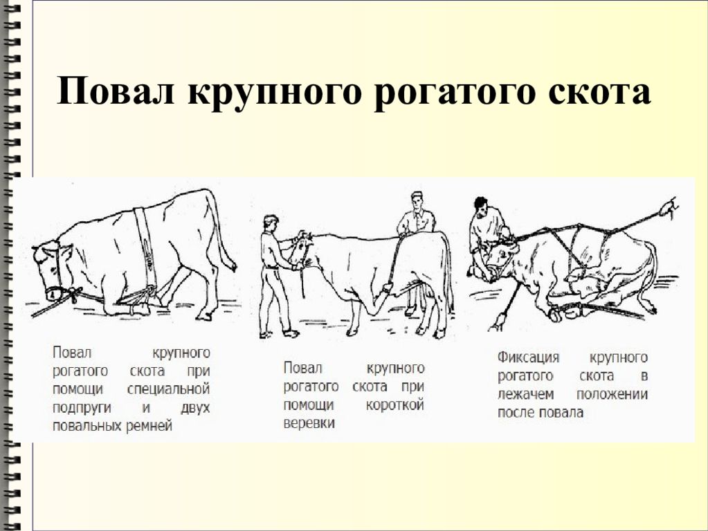 Статья крупного рогатого скота. Методы фиксации и повала КРС. Итальянский способ фиксации КРС. Фиксация КРС по Гессу. Фиксация крупного рогатого повалы.