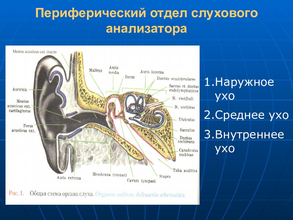 Клиническая анатомия и физиология слухового анализатора презентация