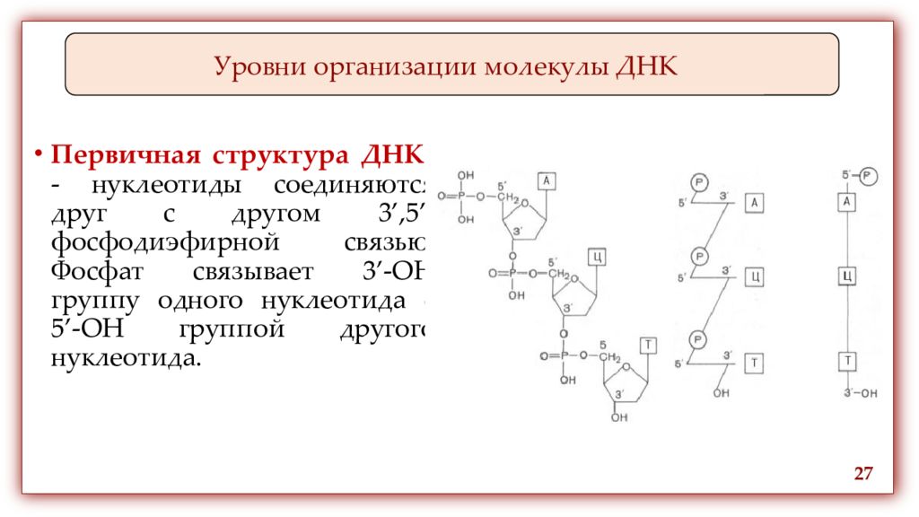 Уровни организации молекул. Первичная структура нуклеотидов ДНК. Нуклеотиды соединяются друг с другом. Замена нуклеотидов в молекуле ДНК. Методы определения первичной структуры ДНК.