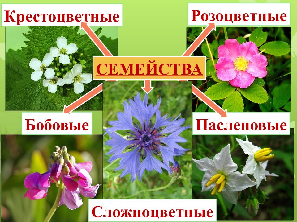 Бобовые сложноцветные. Розоцветные и Сложноцветные. Пасленовые бобовые Сложноцветные. Розоцветные крестоцветные бобовые. Крестоцветные Розоцветные Пасленовые.