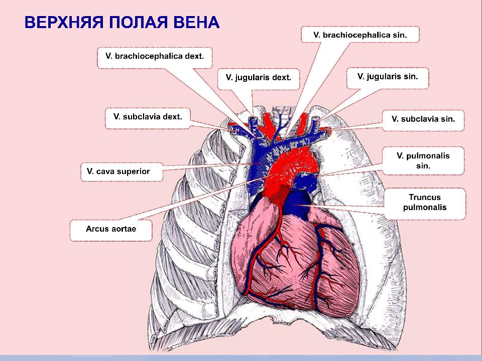 Верхняя полая вена. Верхняя полая Вена (v. Cava Superior).