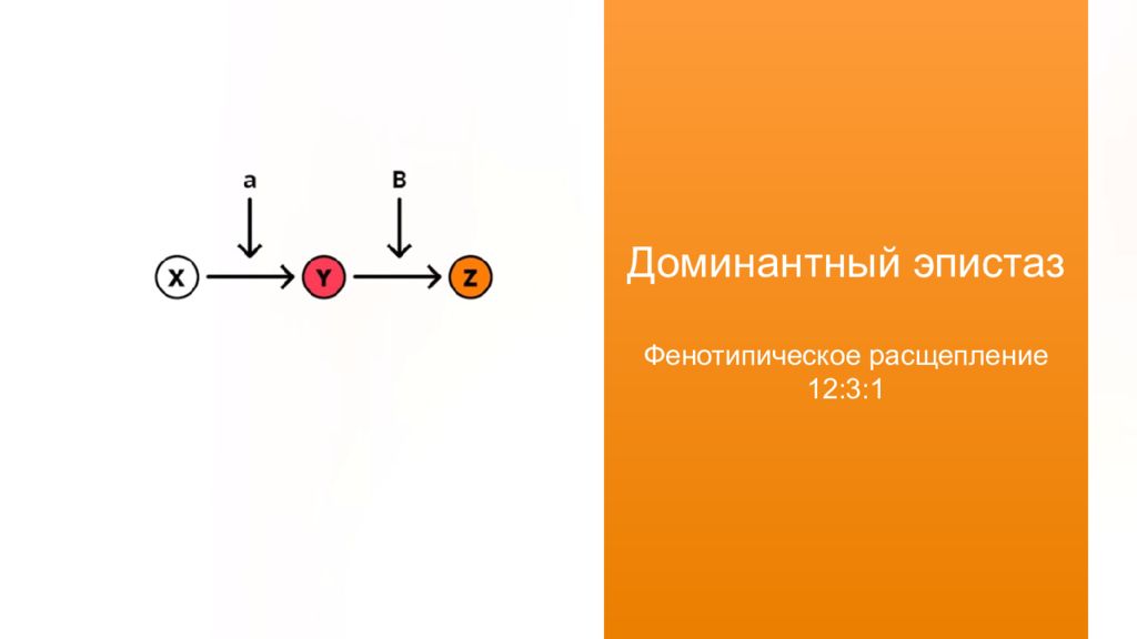 Расщепление 2 4 4 6. Доминантный эпистаз расщепление. 12 3 1 Расщепление. Молекулярный механизм эпистаза. Фенотипическое расщепление.