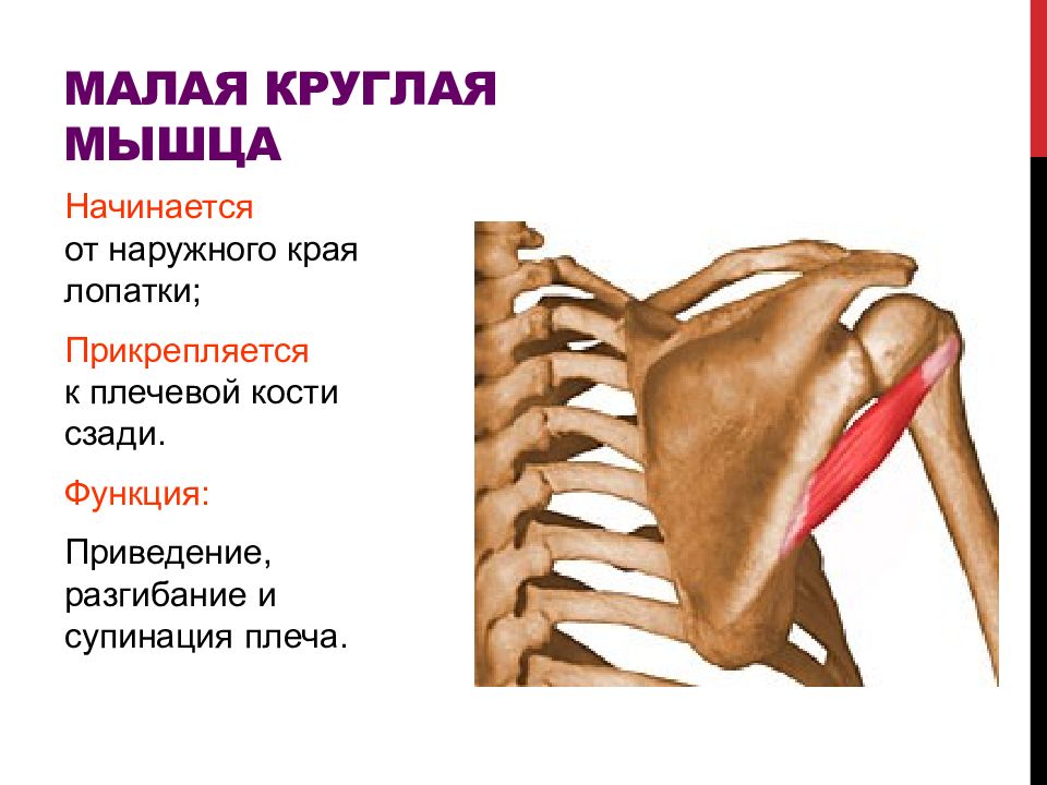 Круглая мышца. Малая круглая мышца плеча. Подостная мышца малая круглая мышца. Малая круглая мышца (m. Teres Minor). Малая круглая мышца крепление.