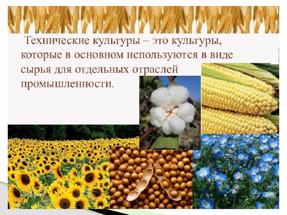 Технические культуры