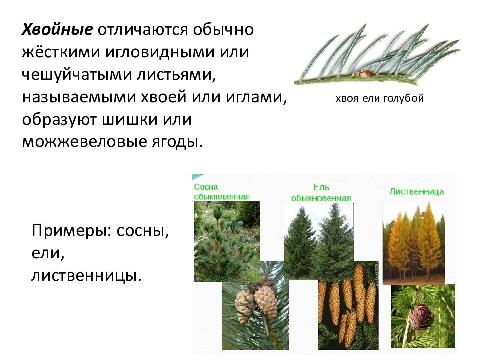 Сосновые растения примеры. Особенности древесной формы растений. Сосновые примеры.